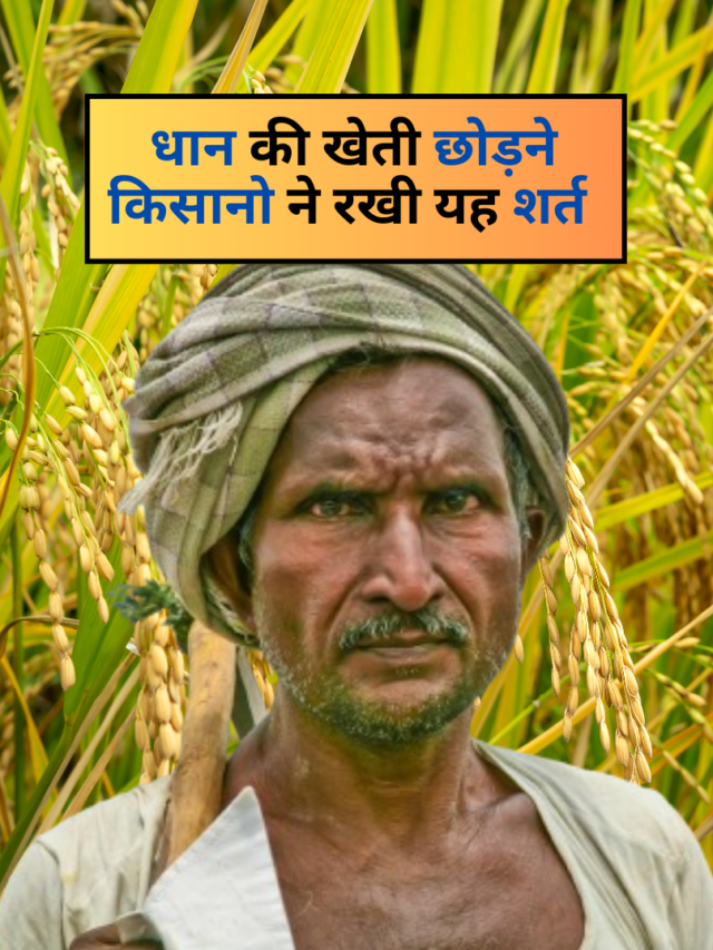 धान की खेती छोड़ने किसानो ने रखी यह शर्त